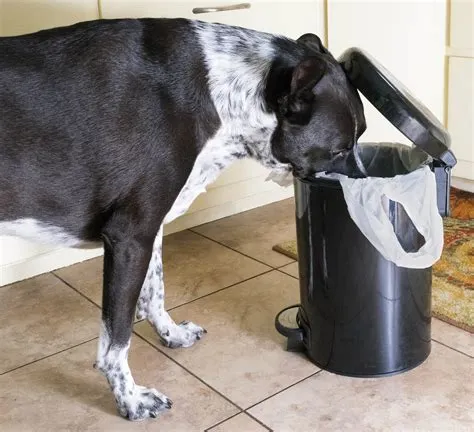 Best 5 Dog-Proof Trash Cans for 2025: Reviews & Suggestions