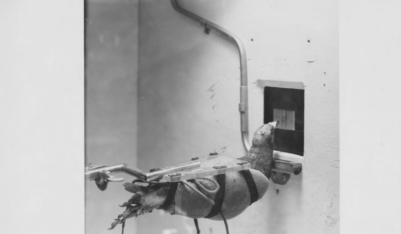 Why We Owe Pigeons for Our AI Breakthroughs
