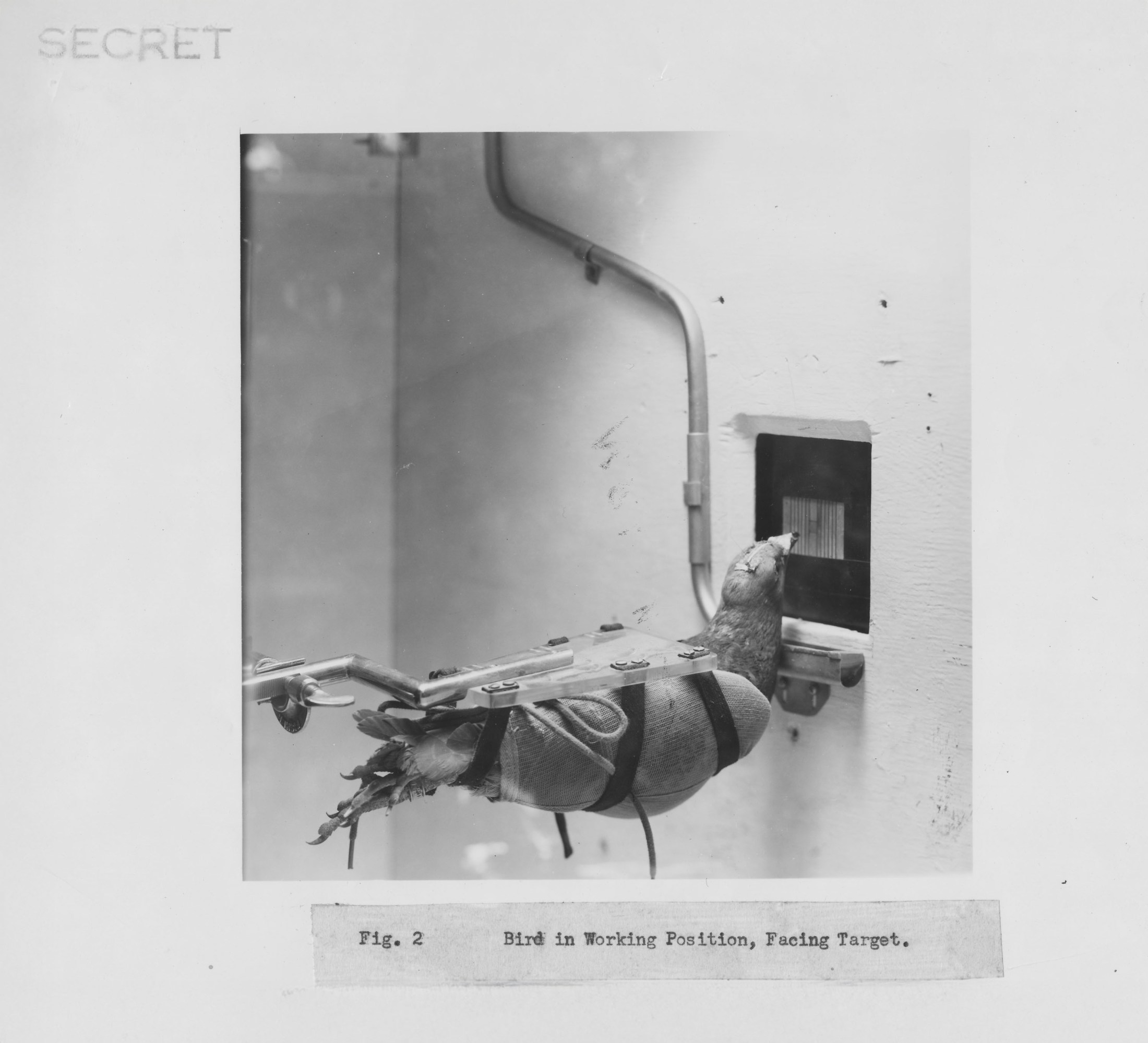 Why We Owe Pigeons for Our AI Breakthroughs